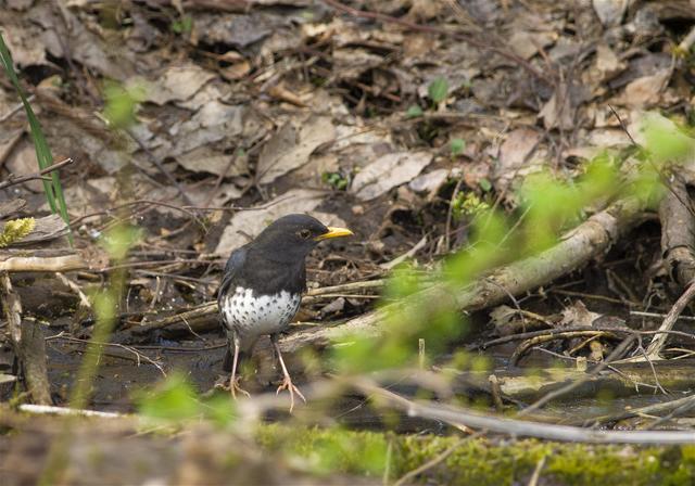 Turdus cardis(�����ĥ���)�β���