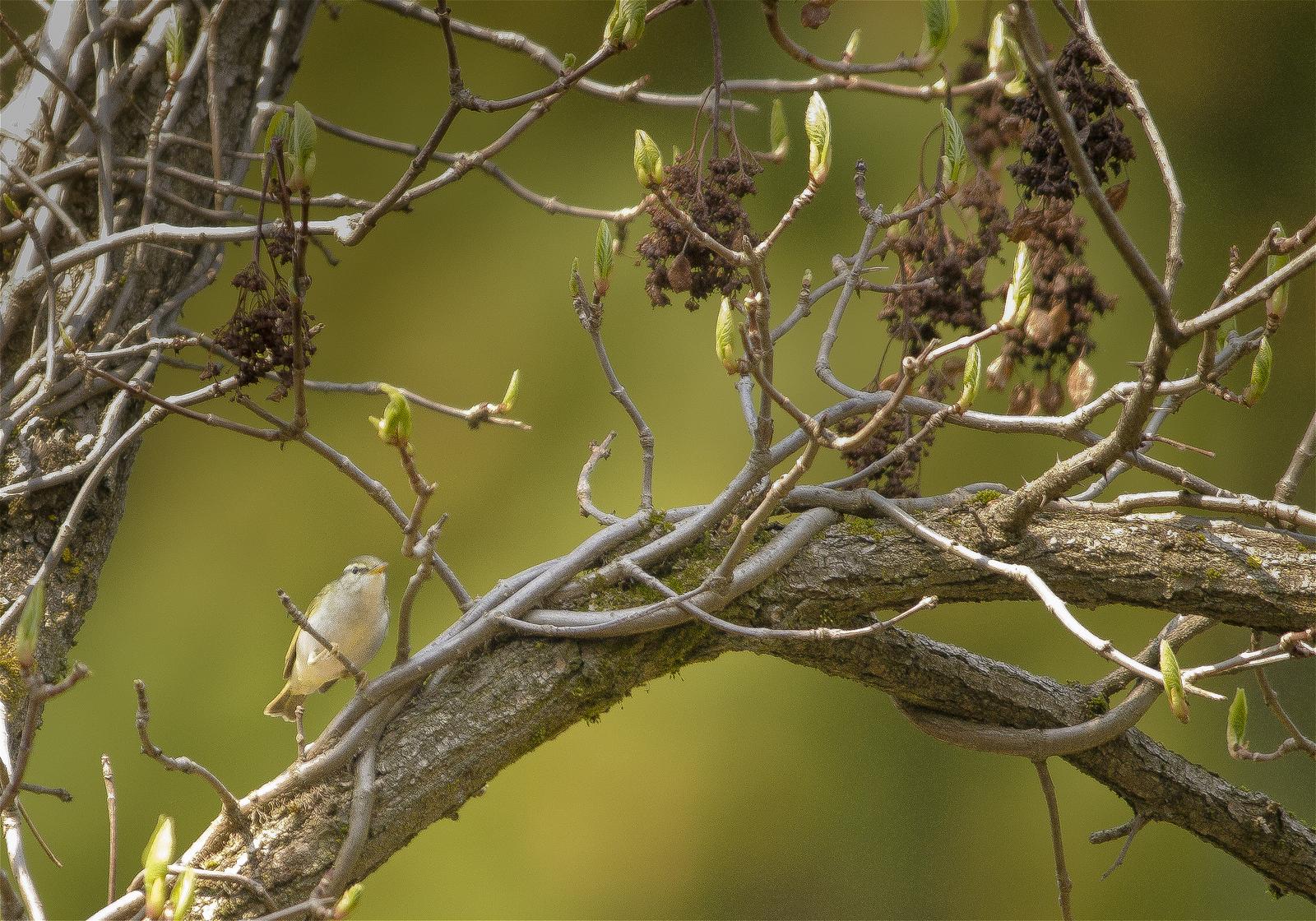 Phylloscopus coronatus(��������ॷ����)�β���