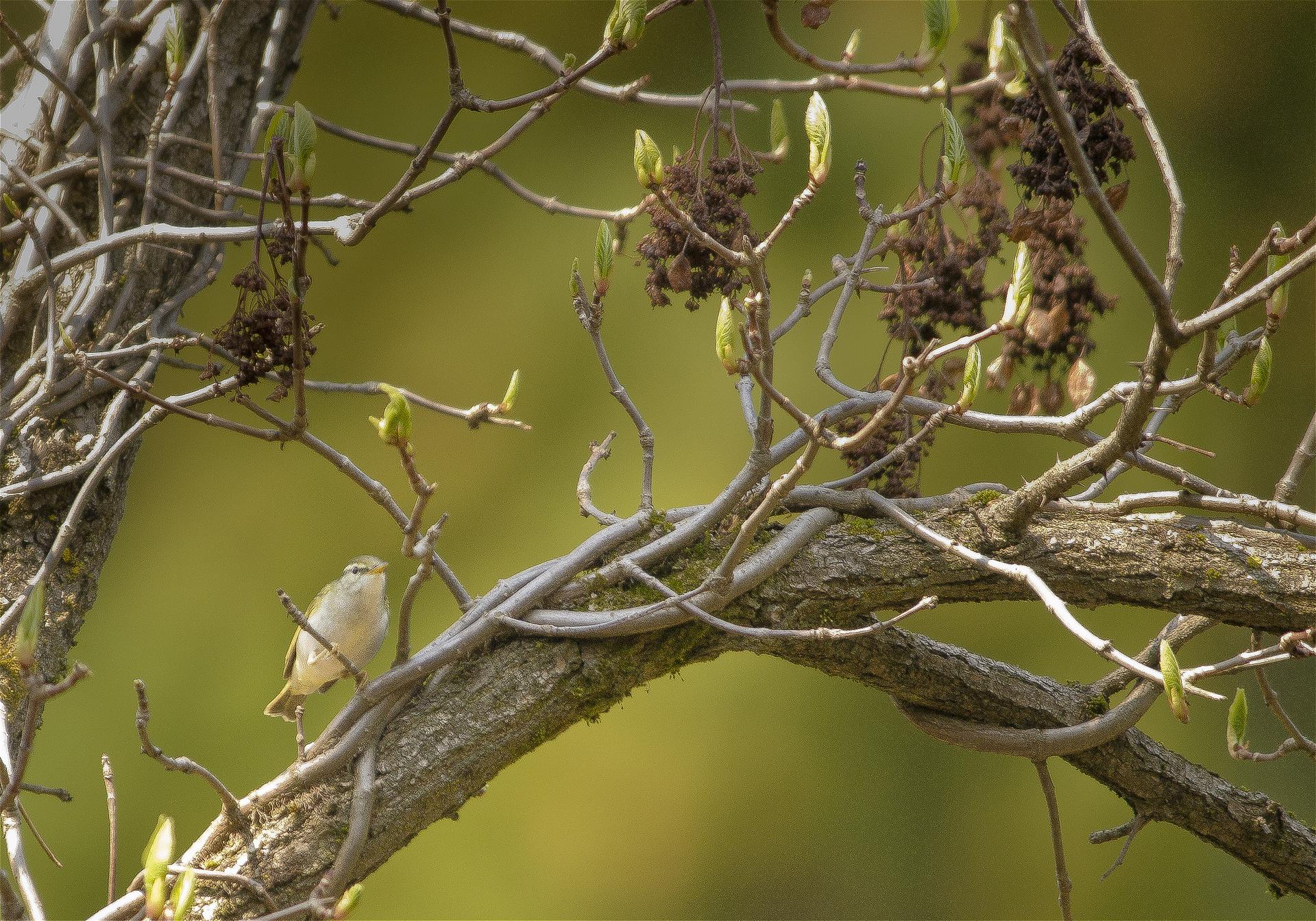 Phylloscopus coronatus(��������ॷ����)�β���