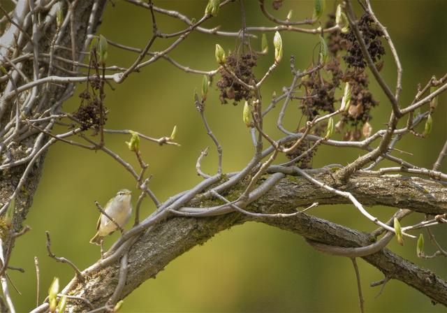 Phylloscopus coronatus(��������ॷ����)�β���