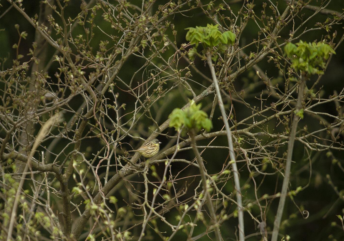 Emberiza spodocephala(������)�β���