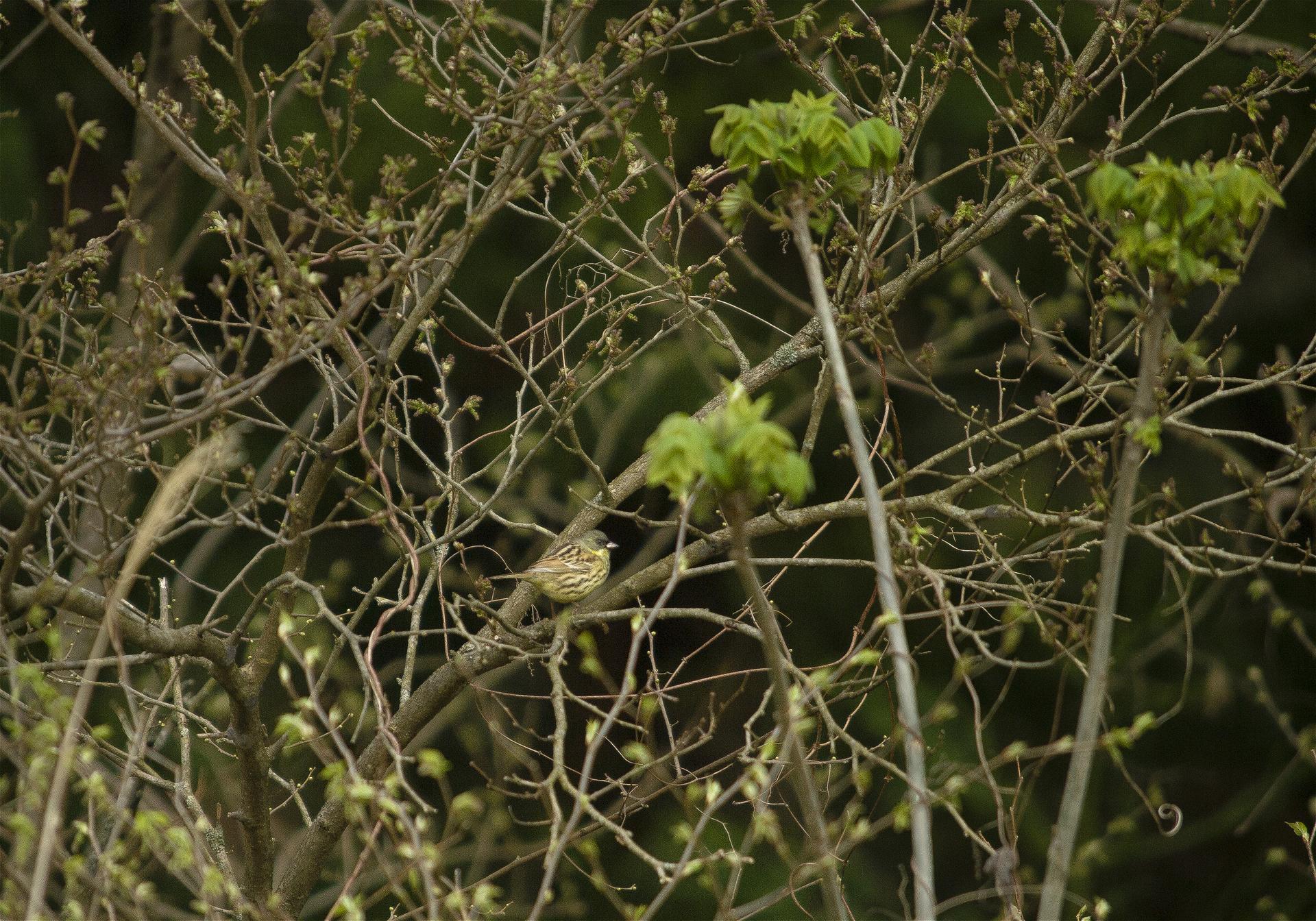 Emberiza spodocephala(������)�β���