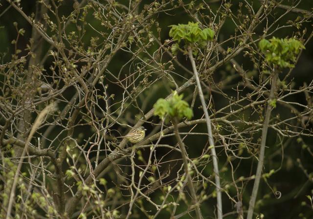 Emberiza spodocephala(������)�β���