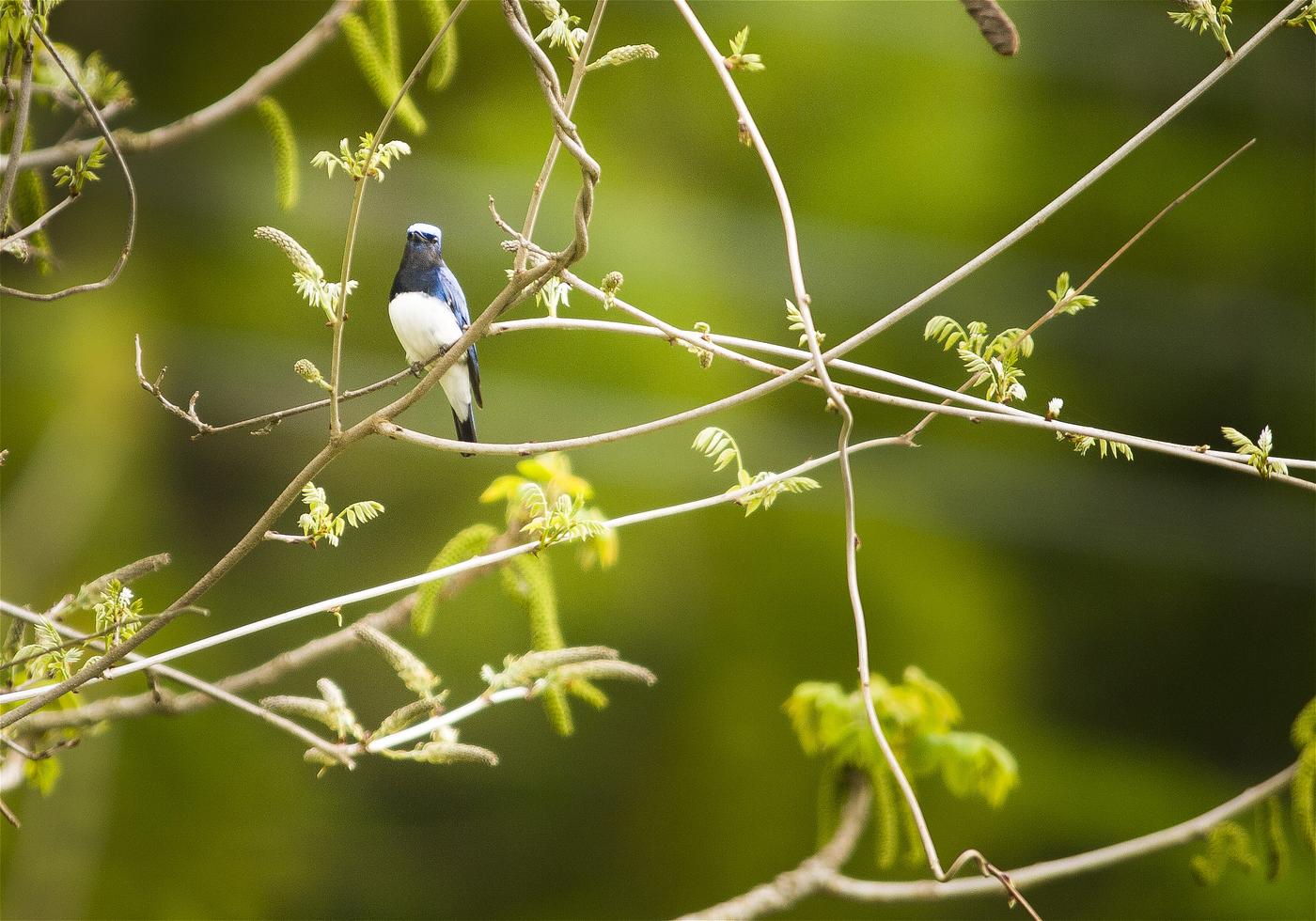 Cyanoptila cyanomelana(�������)�β���