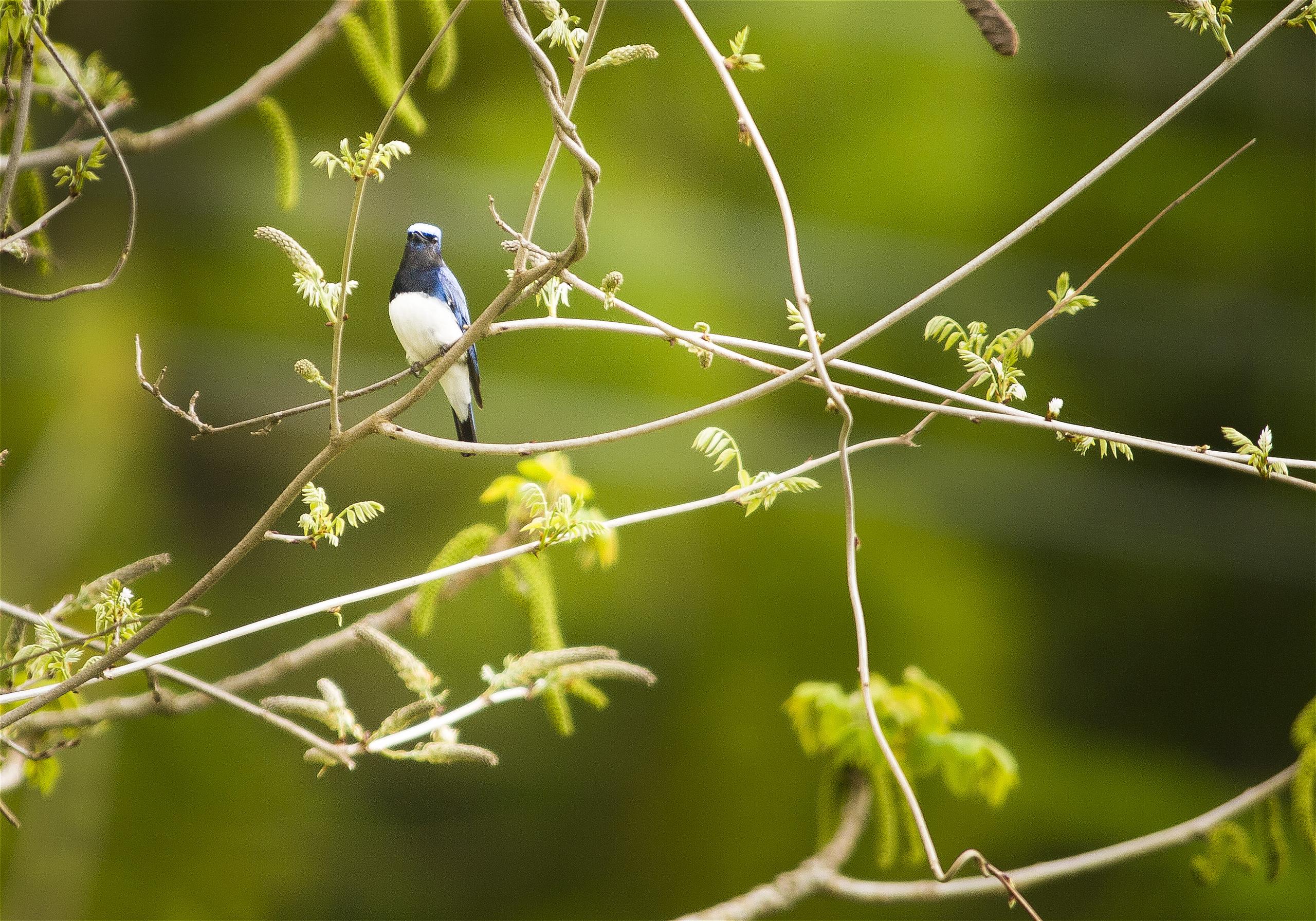 Cyanoptila cyanomelana(�������)�β���