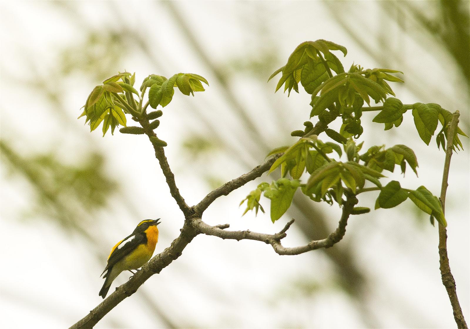 Ficedula narcissina(���ӥ���)�β���