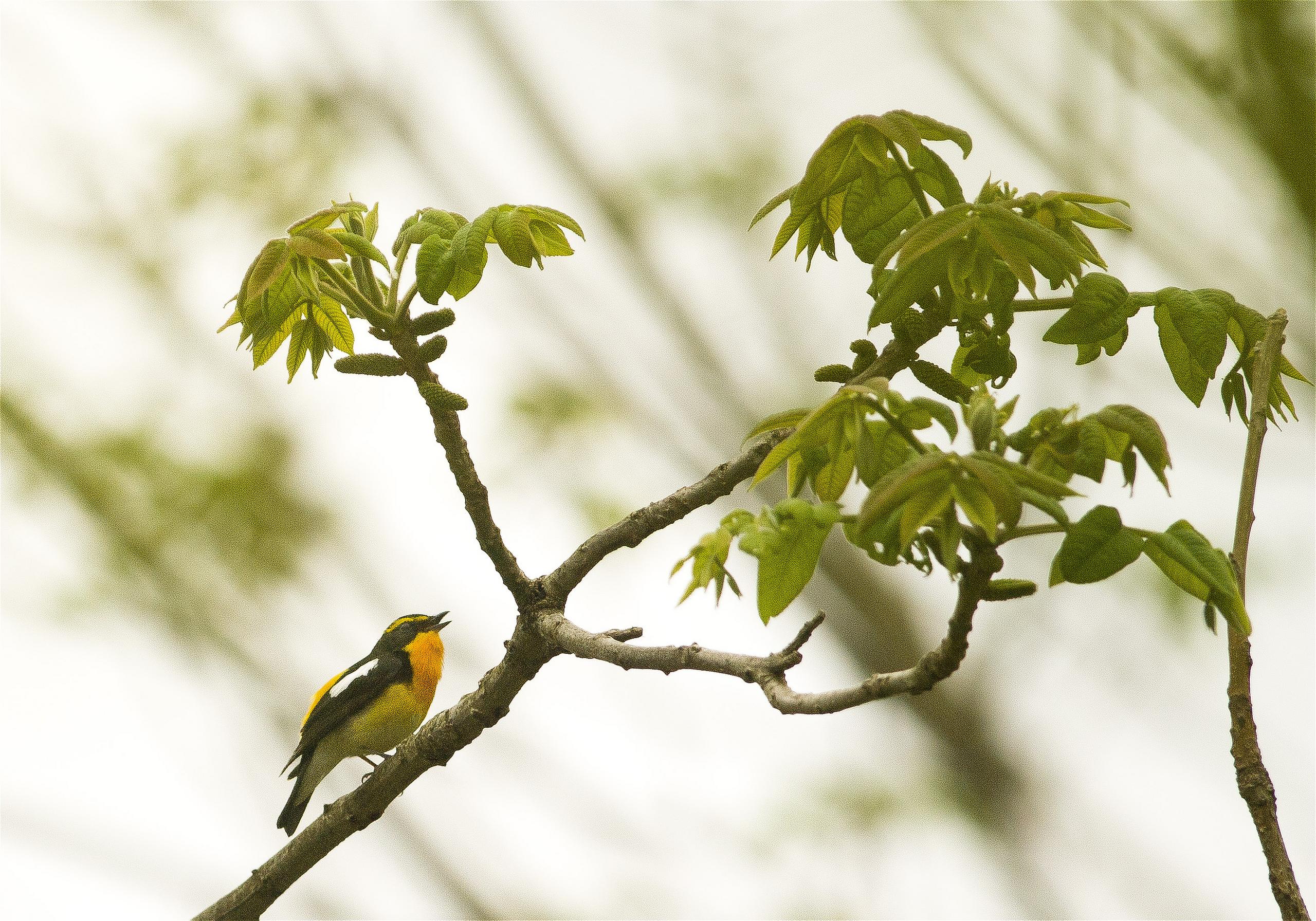 Ficedula narcissina(���ӥ���)�β���