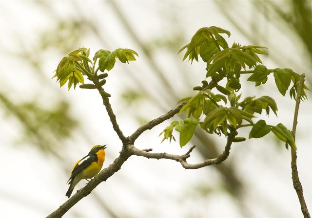 Ficedula narcissina(���ӥ���)�β���