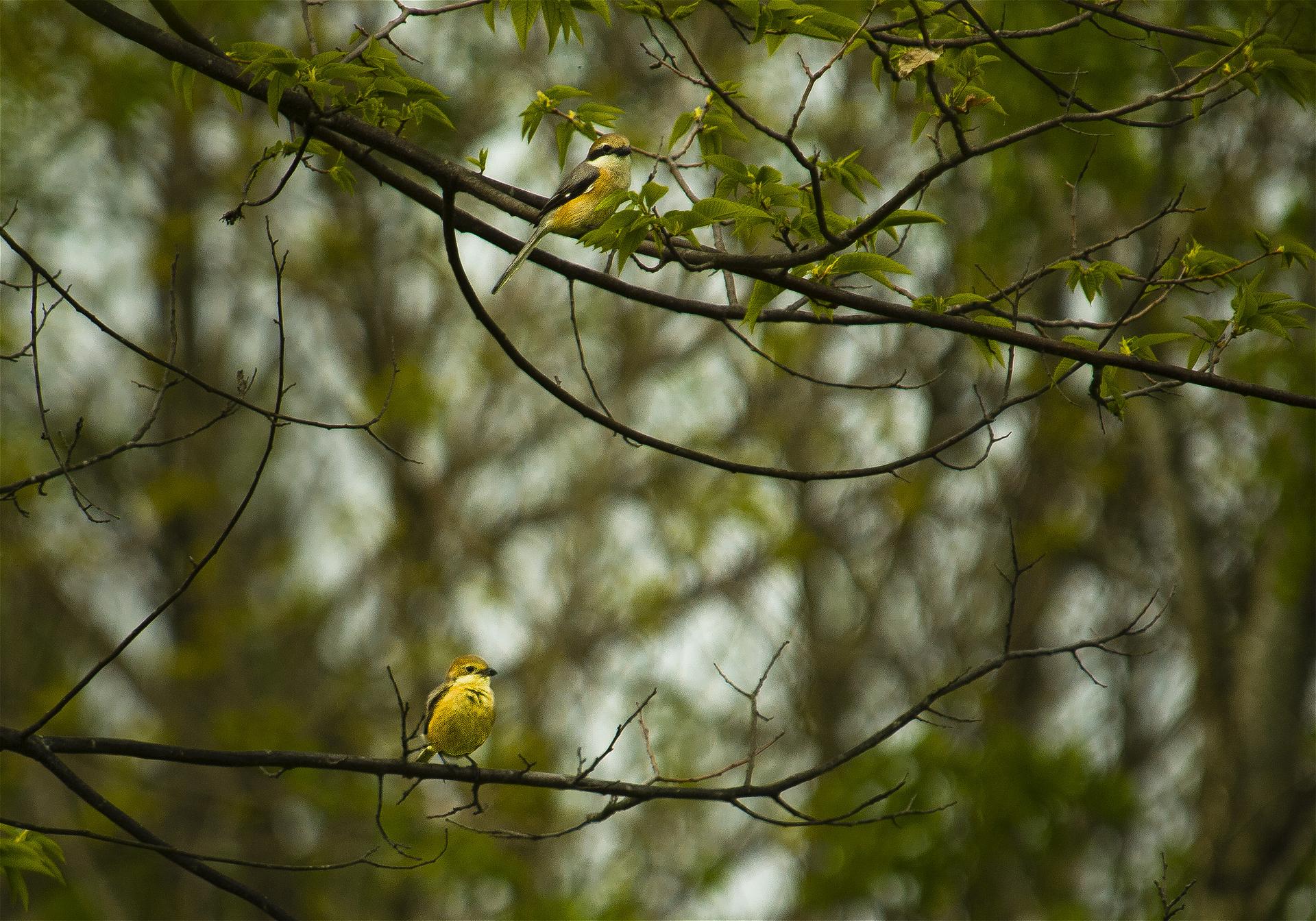 Lanius bucephalus(�⥺)�β���