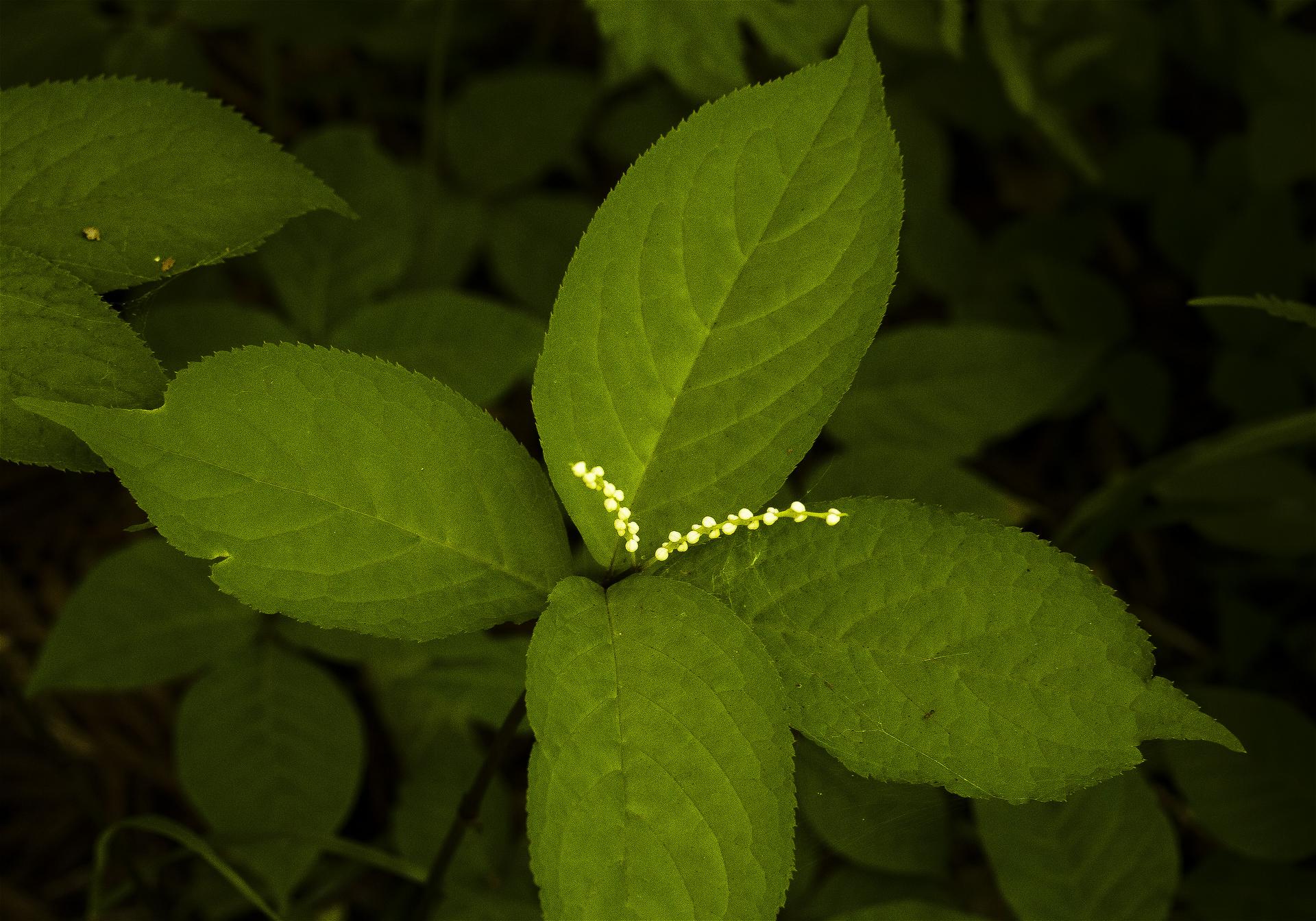 Chloranthus serratus(�ե��ꥷ����)�β���