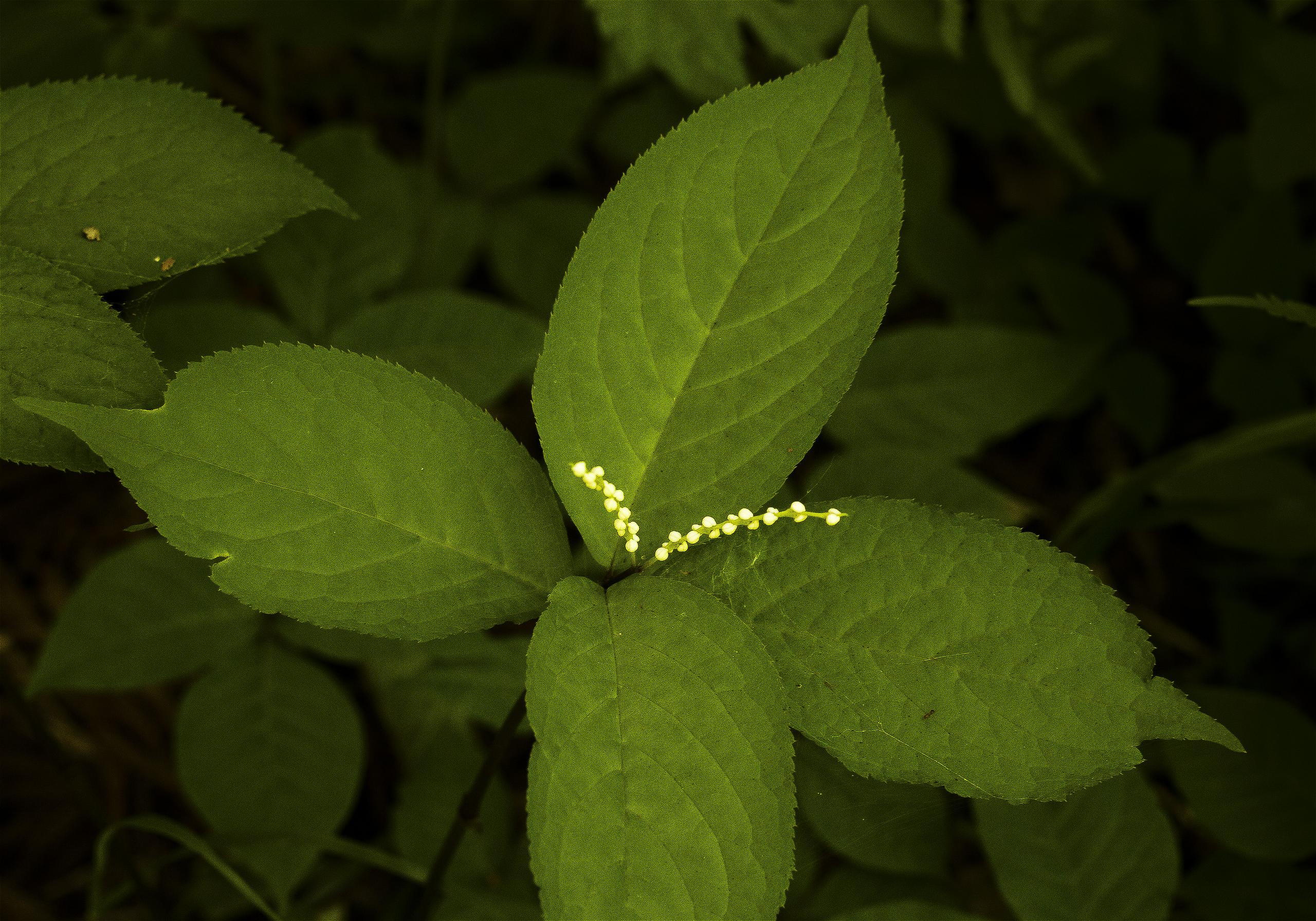 Chloranthus serratus(�ե��ꥷ����)�β���