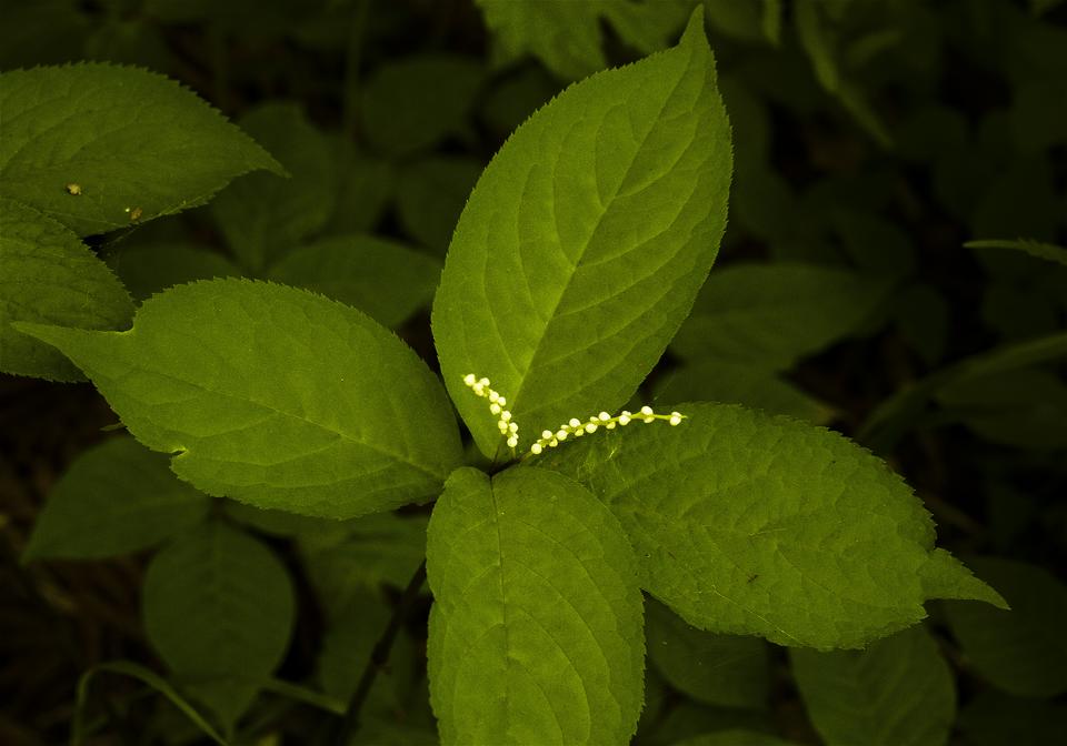 Chloranthus serratus(�ե��ꥷ����)�β���
