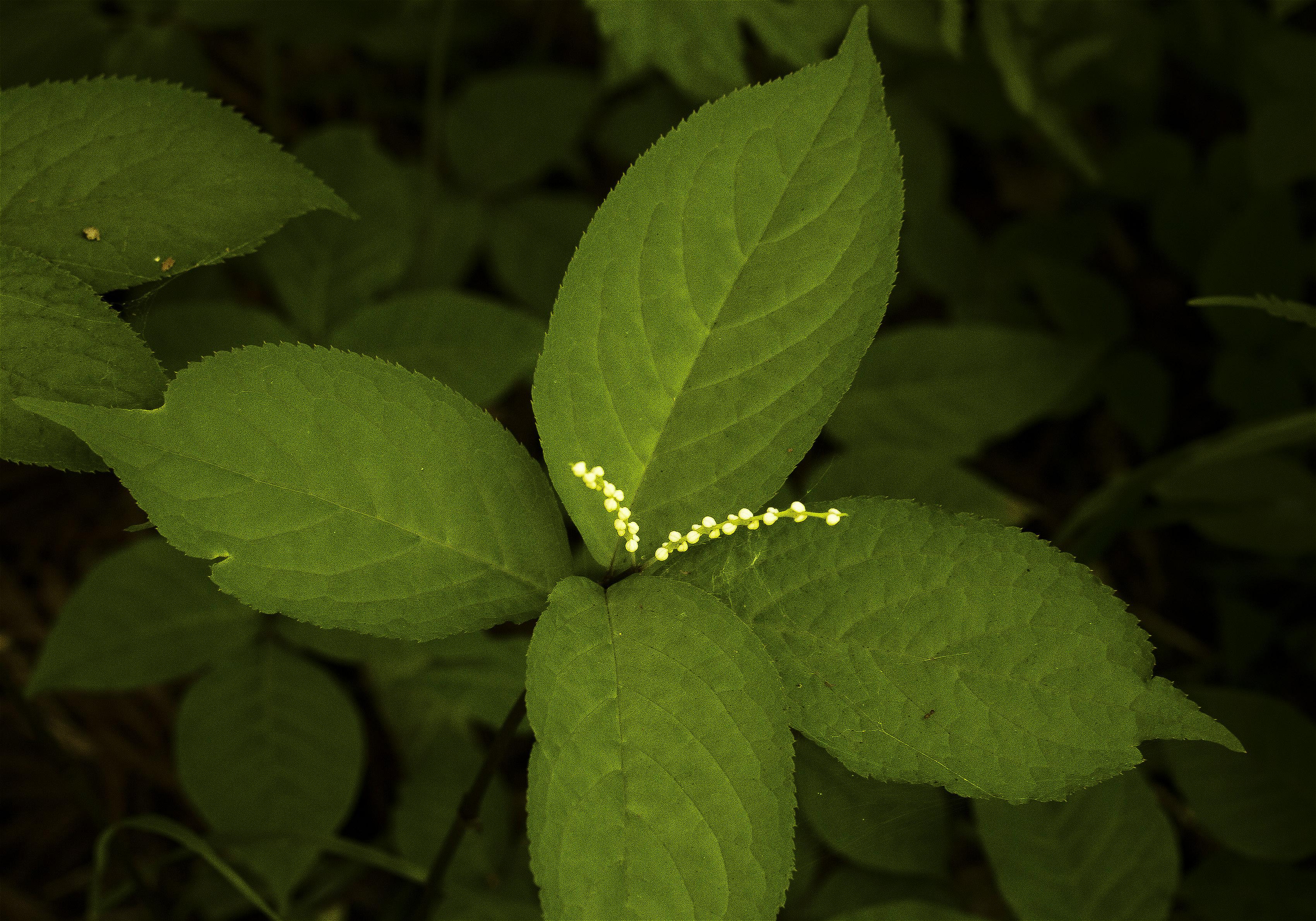 Chloranthus serratus(�ե��ꥷ����)�β���