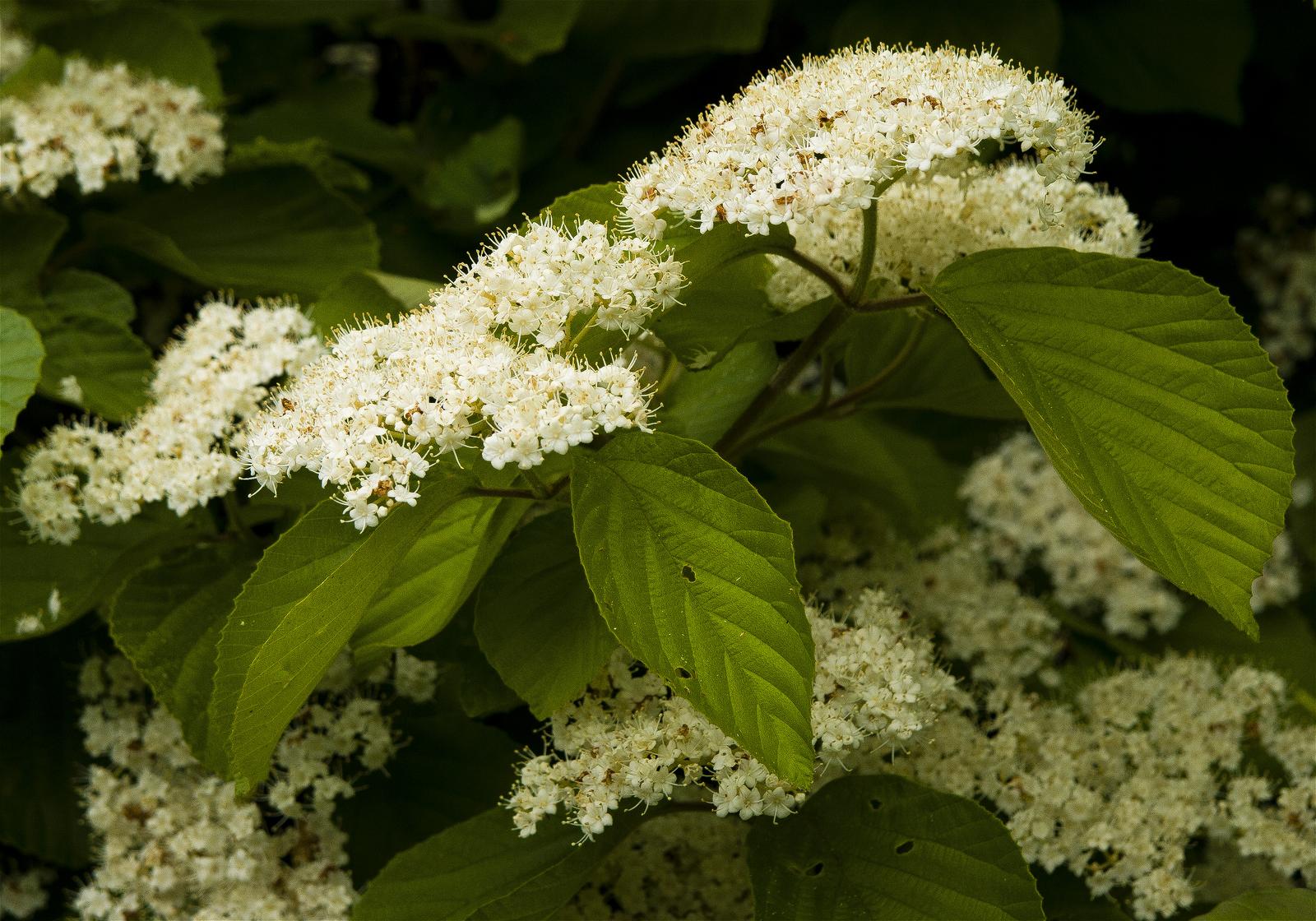 Viburnum dilatatum(���ޥ���)�β���