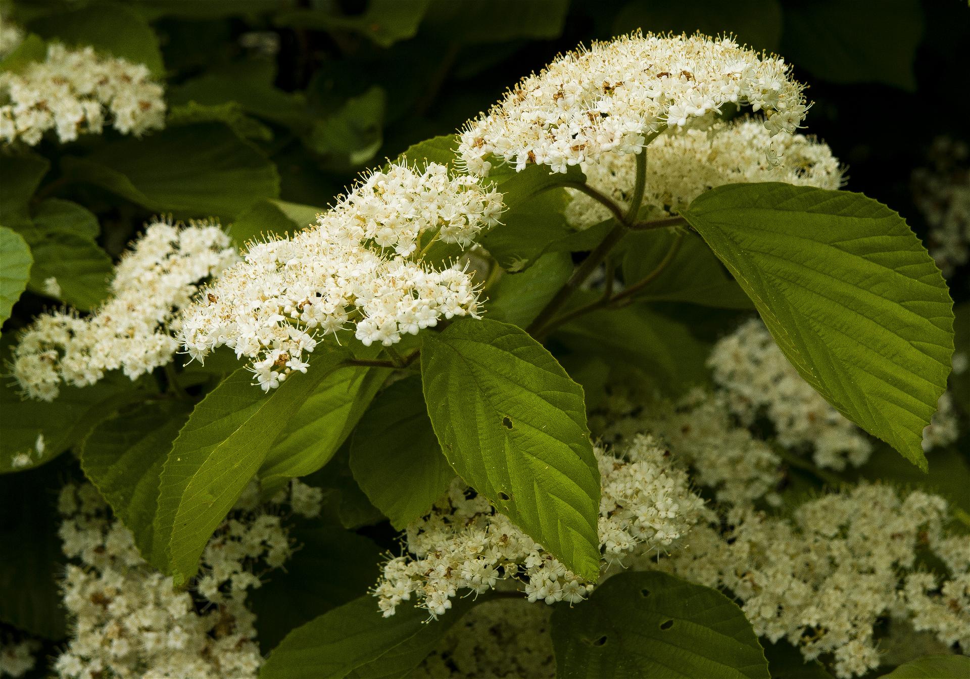 Viburnum dilatatum(���ޥ���)�β���