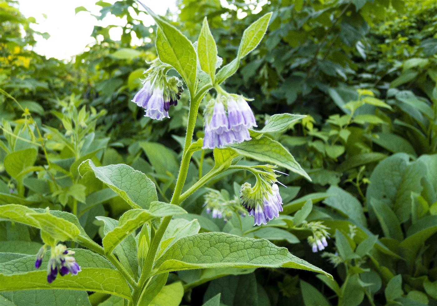 Symphytum x uplandicum(����ե꡼)�β���