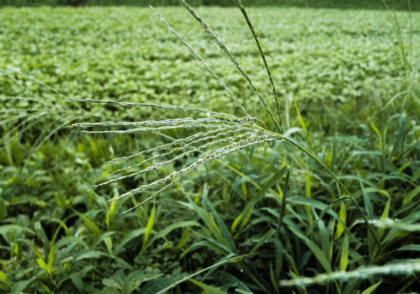 Digitaria ciliaris(��ҥ���)�β���