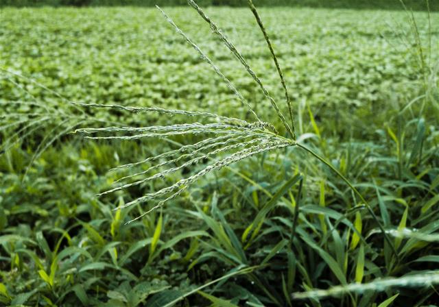 Digitaria ciliaris(��ҥ���)�β���