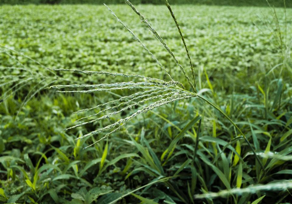 Digitaria ciliaris(��ҥ���)�β���