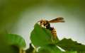 キイロスズメバチの写真