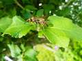キアシナガバチの写真