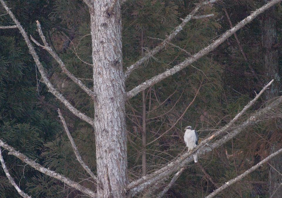 Accipiter gentilis(��������)�β���
