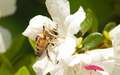 ニホンミツバチの写真