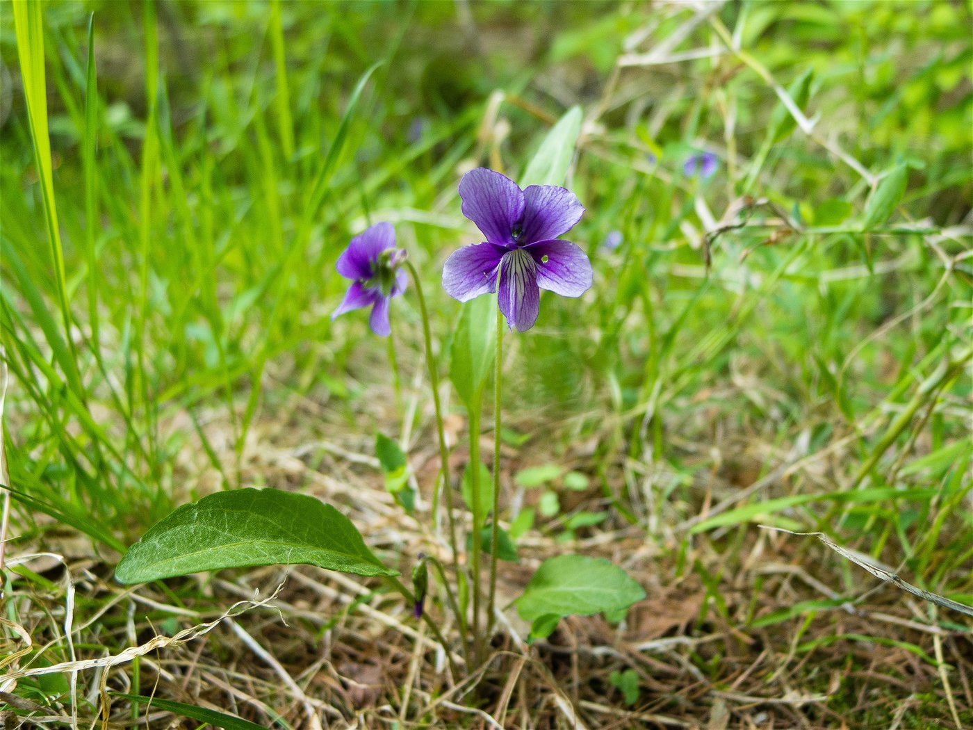 Viola mandshurica)の画像