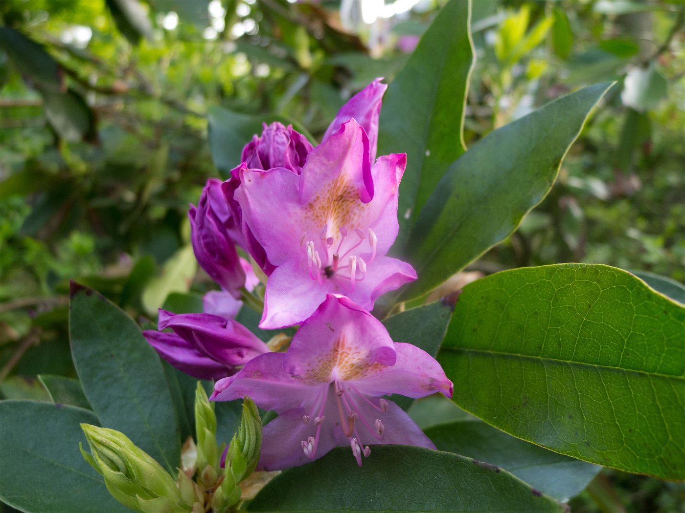 Rhododendron brachycarpum(ハクサンシャクナゲ)の画像