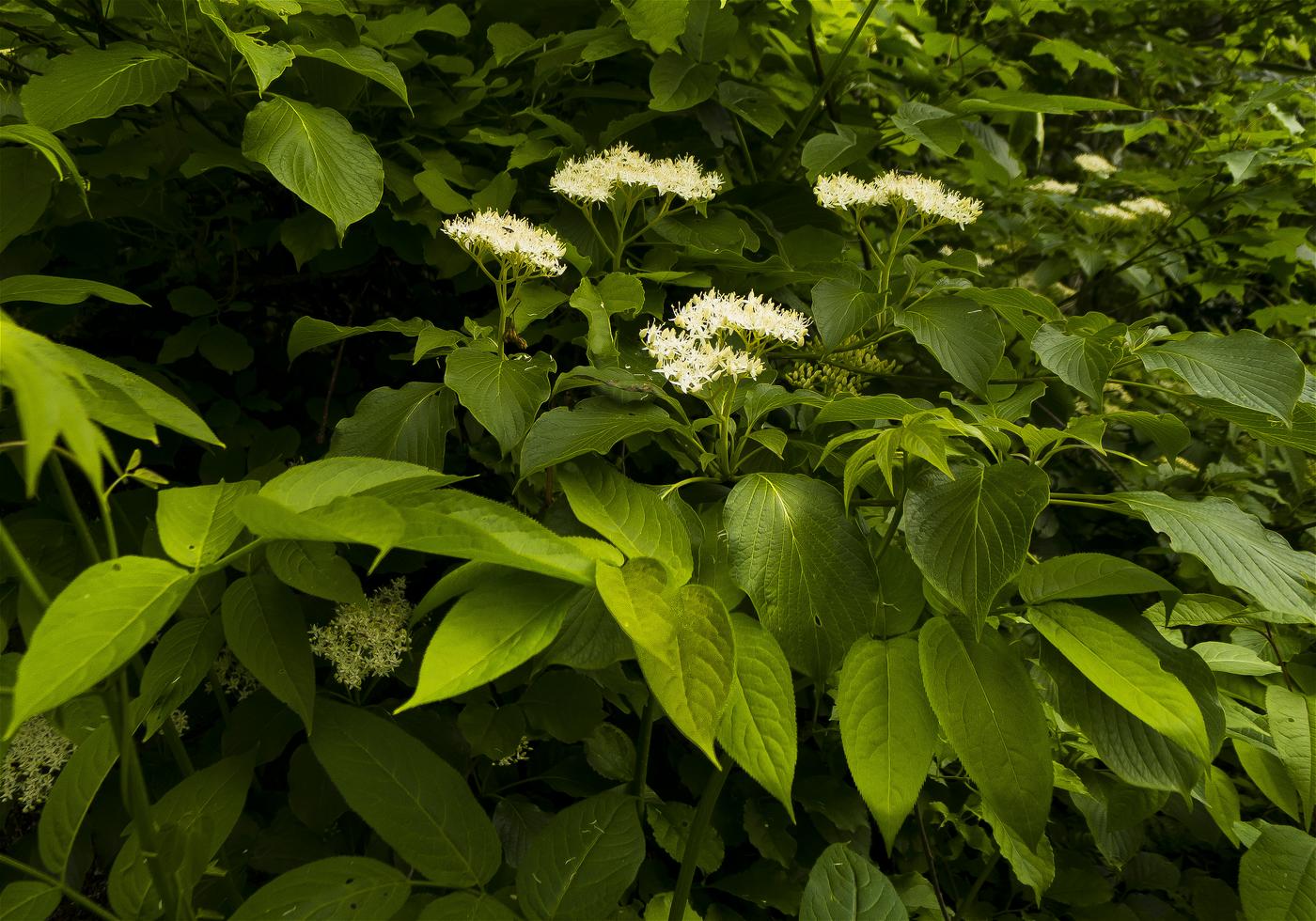 Cornus controversa(�ߥ���)�β���