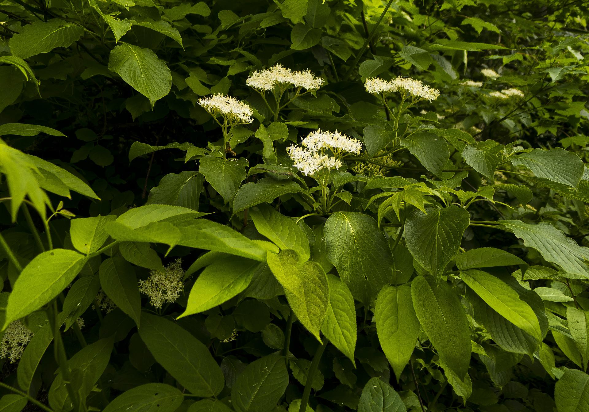 Cornus controversa(�ߥ���)�β���