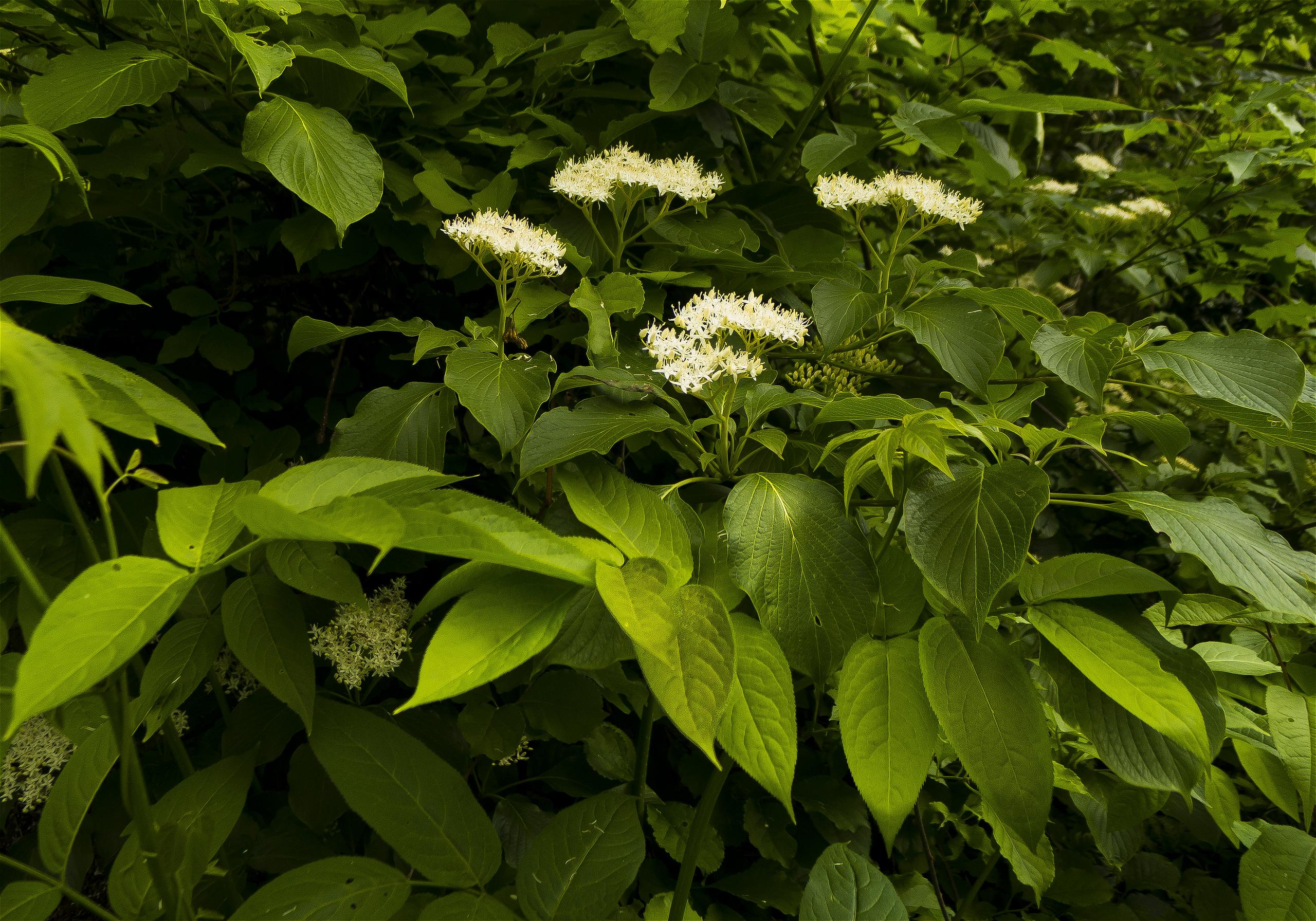Cornus controversa(�ߥ���)�β���