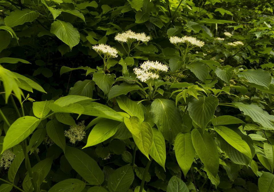 Cornus controversa(�ߥ���)�β���