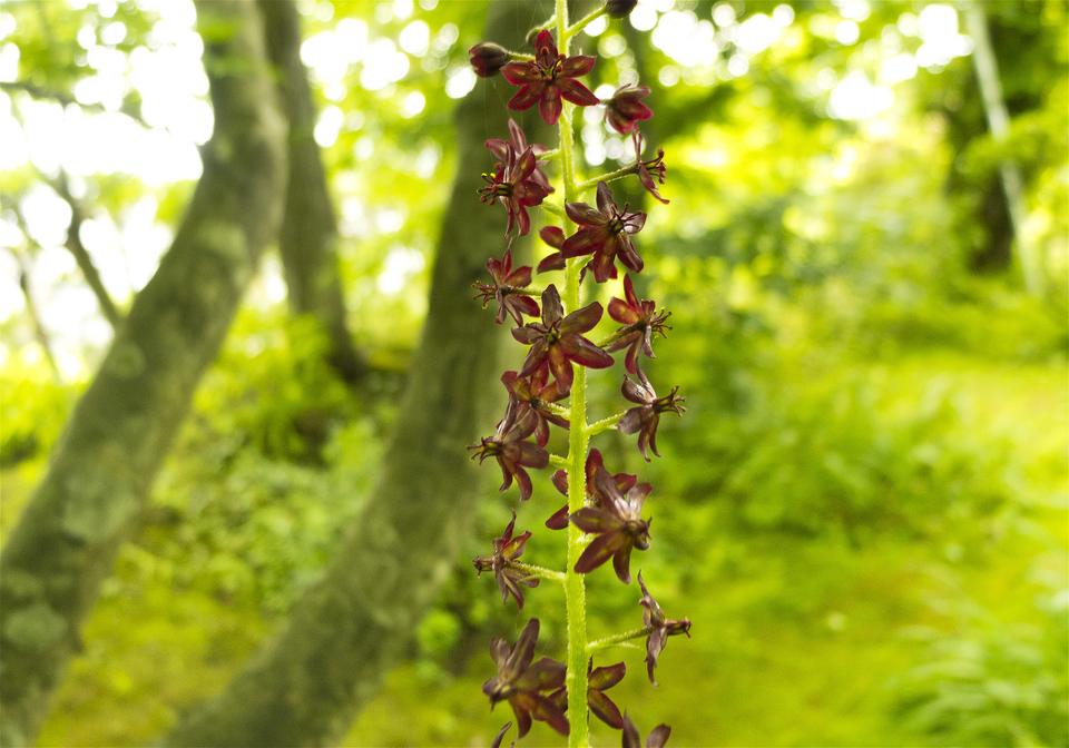 Veratrum maackii(���������)�β���