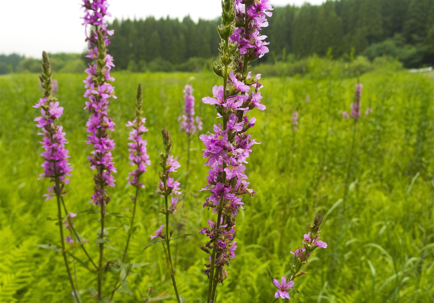 Lythrum anceps(�ߥ��ϥ�)�β���