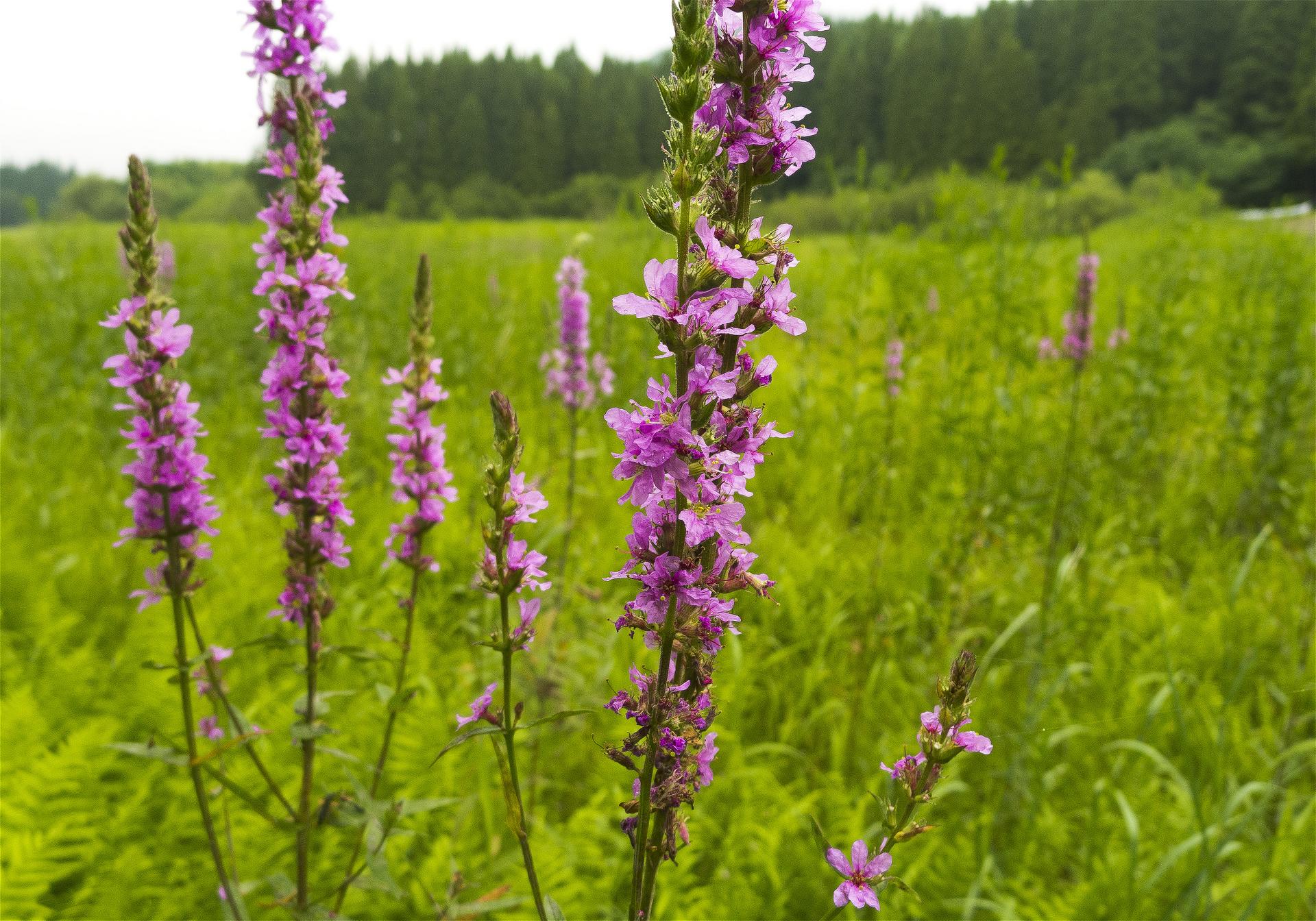Lythrum anceps(�ߥ��ϥ�)�β���