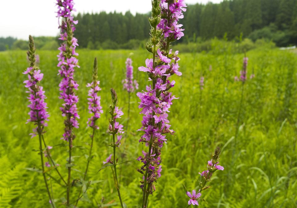 Lythrum anceps(�ߥ��ϥ�)�β���