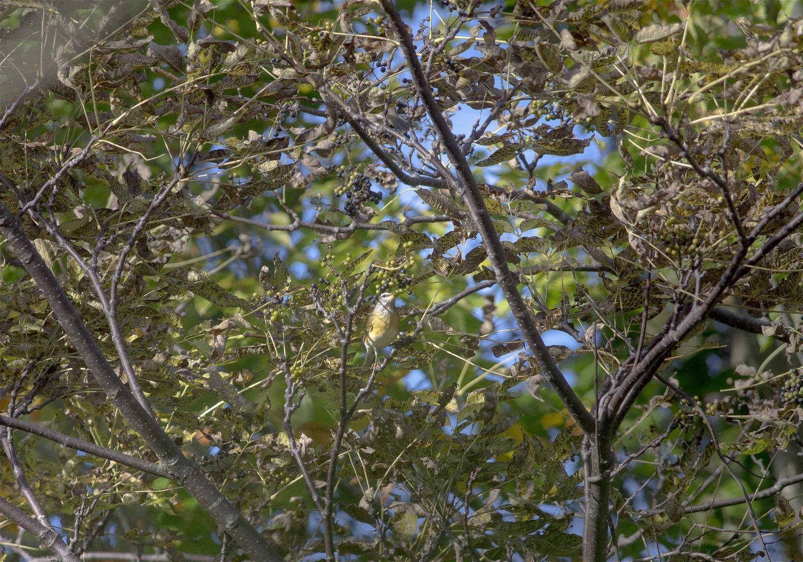 Turdus obscurus(�ޥߥ��㥸�ʥ�)�β���