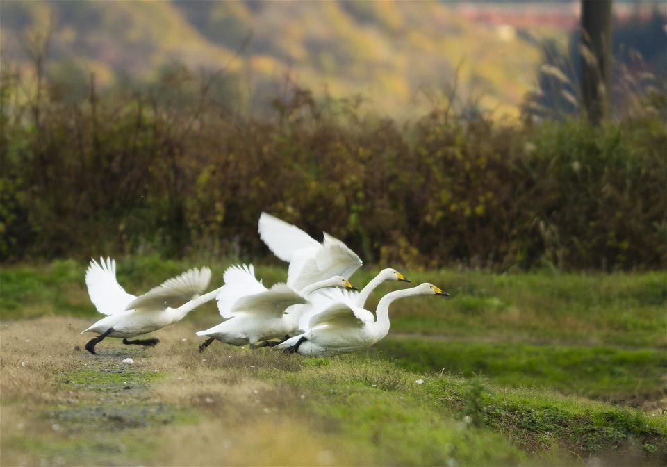 Cygnus cygnus(�����ϥ����祦)�β���