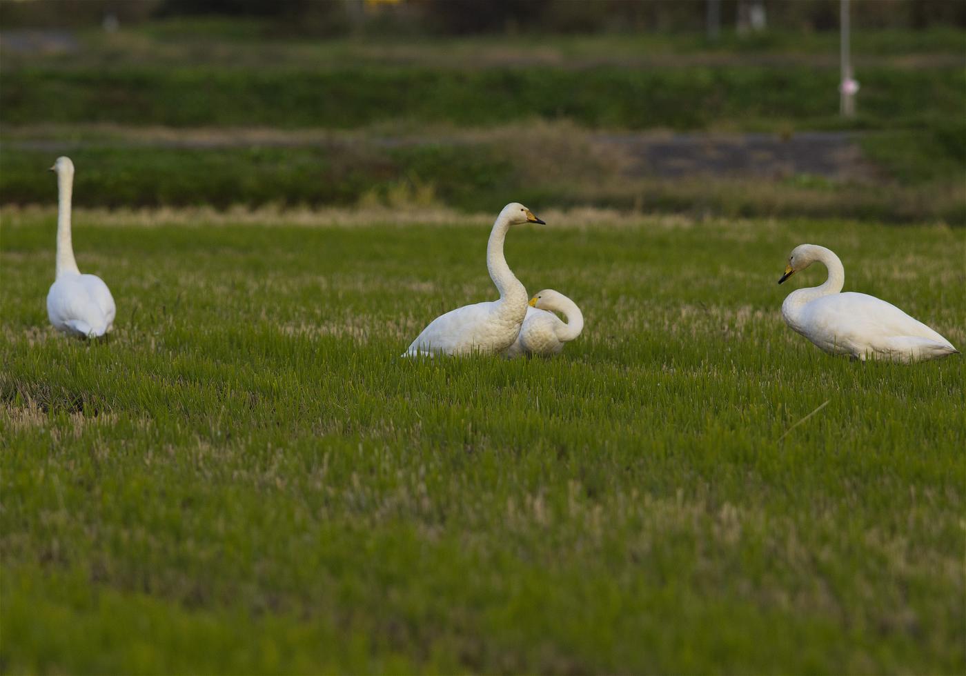 Cygnus cygnus(�����ϥ����祦)�β���