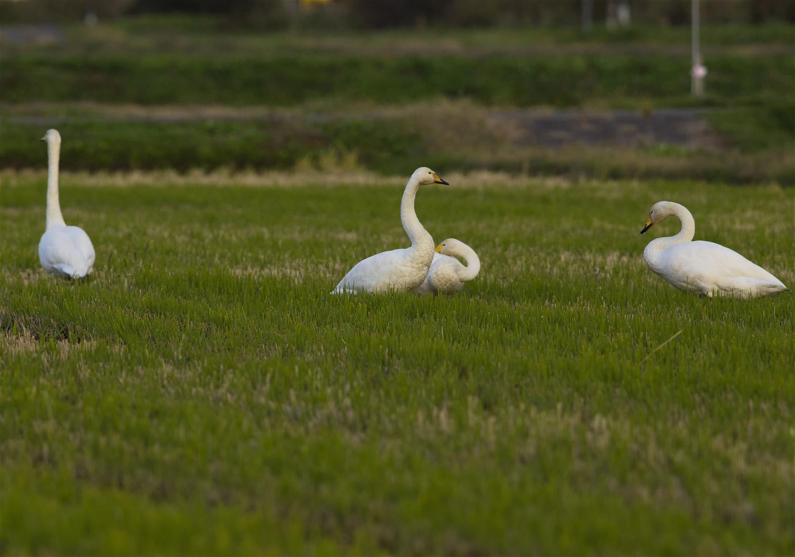 Cygnus cygnus(�����ϥ����祦)�β���