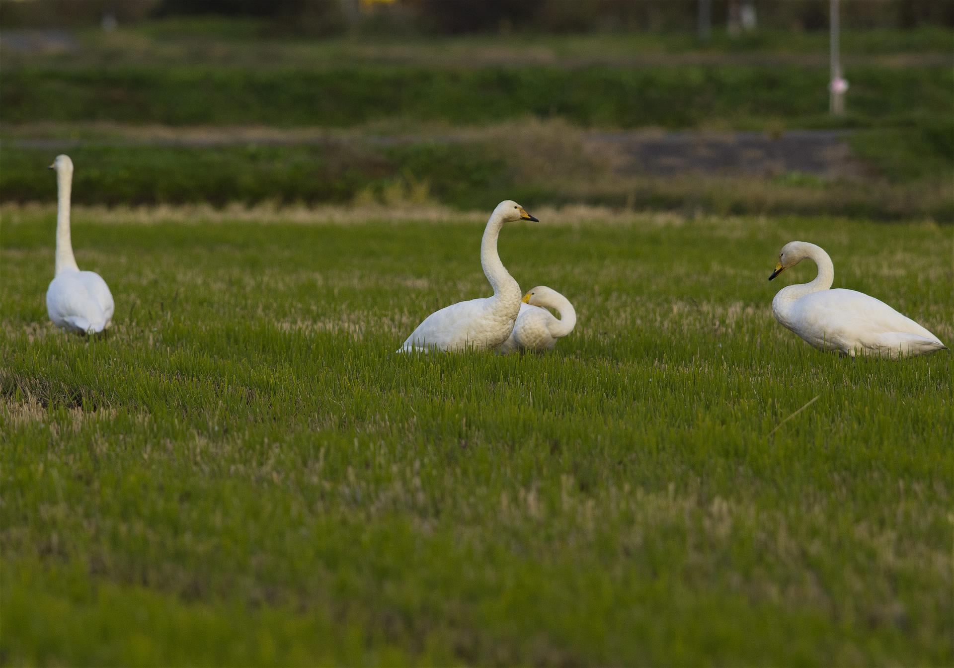 Cygnus cygnus(�����ϥ����祦)�β���