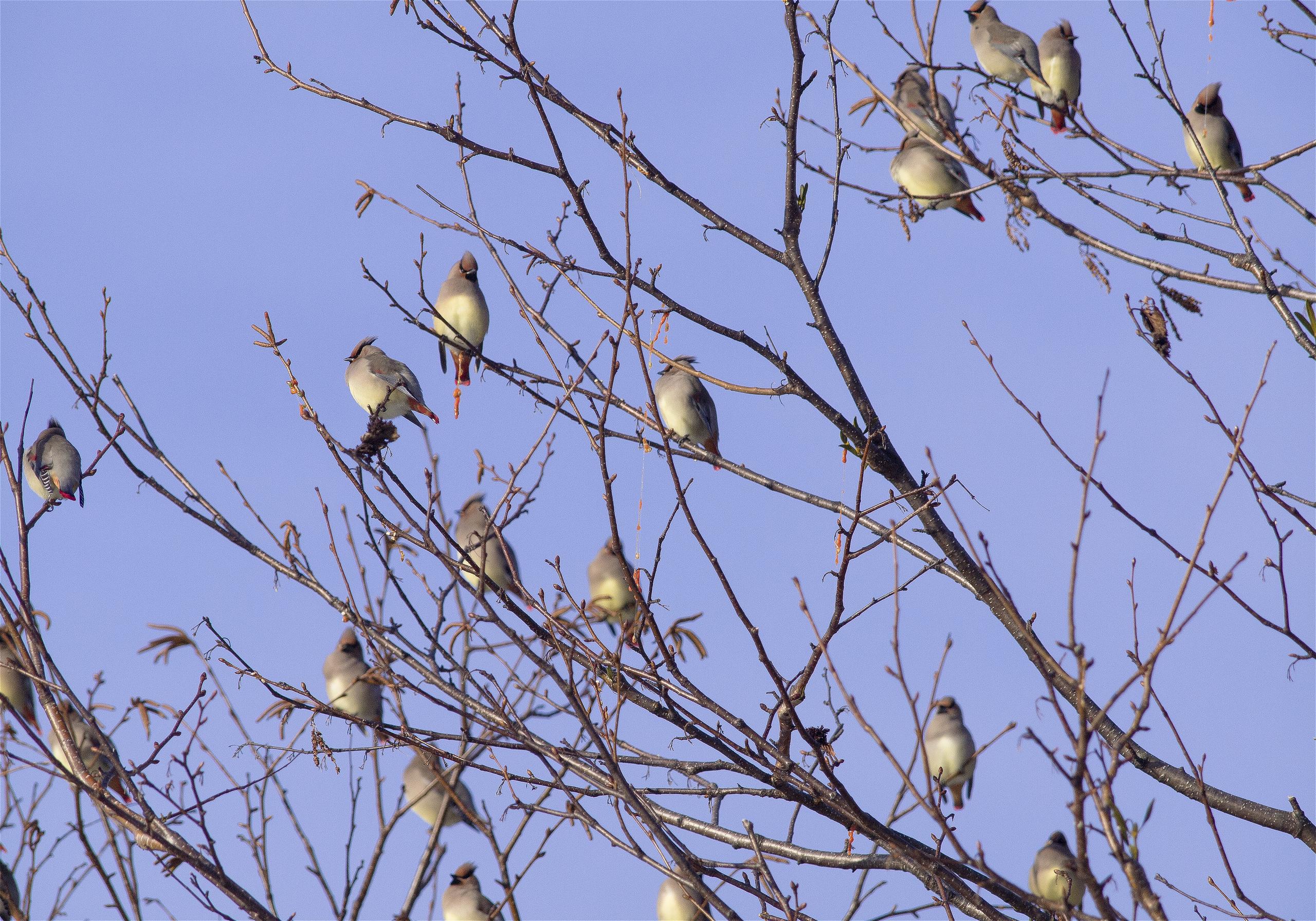 Bombycilla japonica(�ҥ�󥸥㥯)�β���