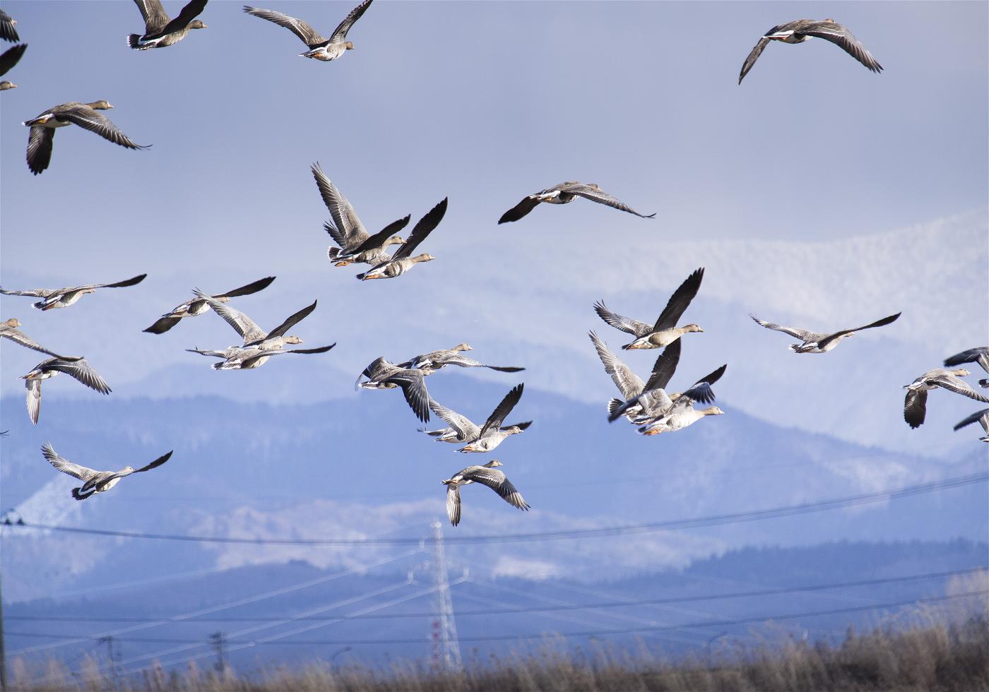 Anser albifrons(�ޥ���)�β���