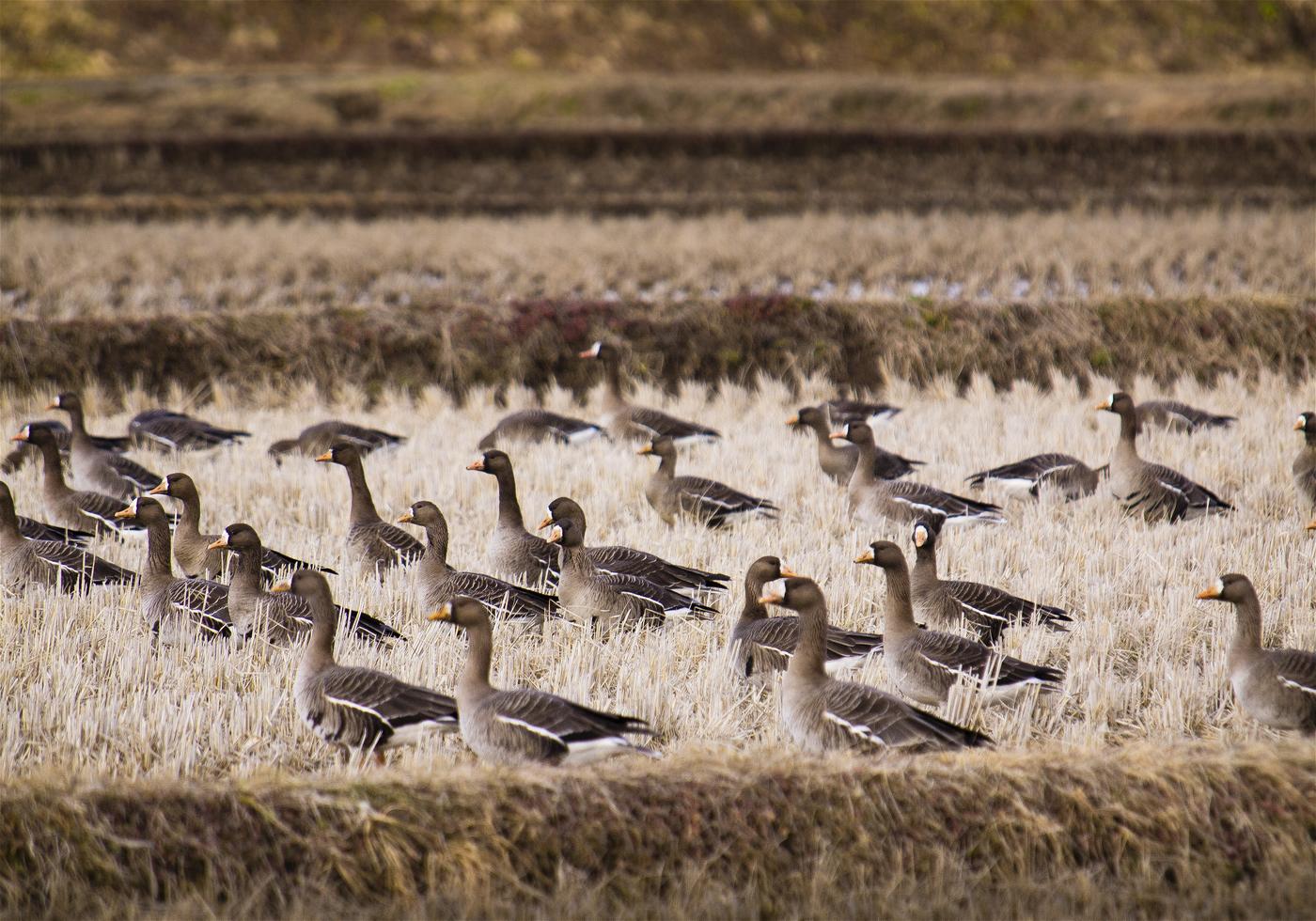 Anser albifrons(�ޥ���)�β���