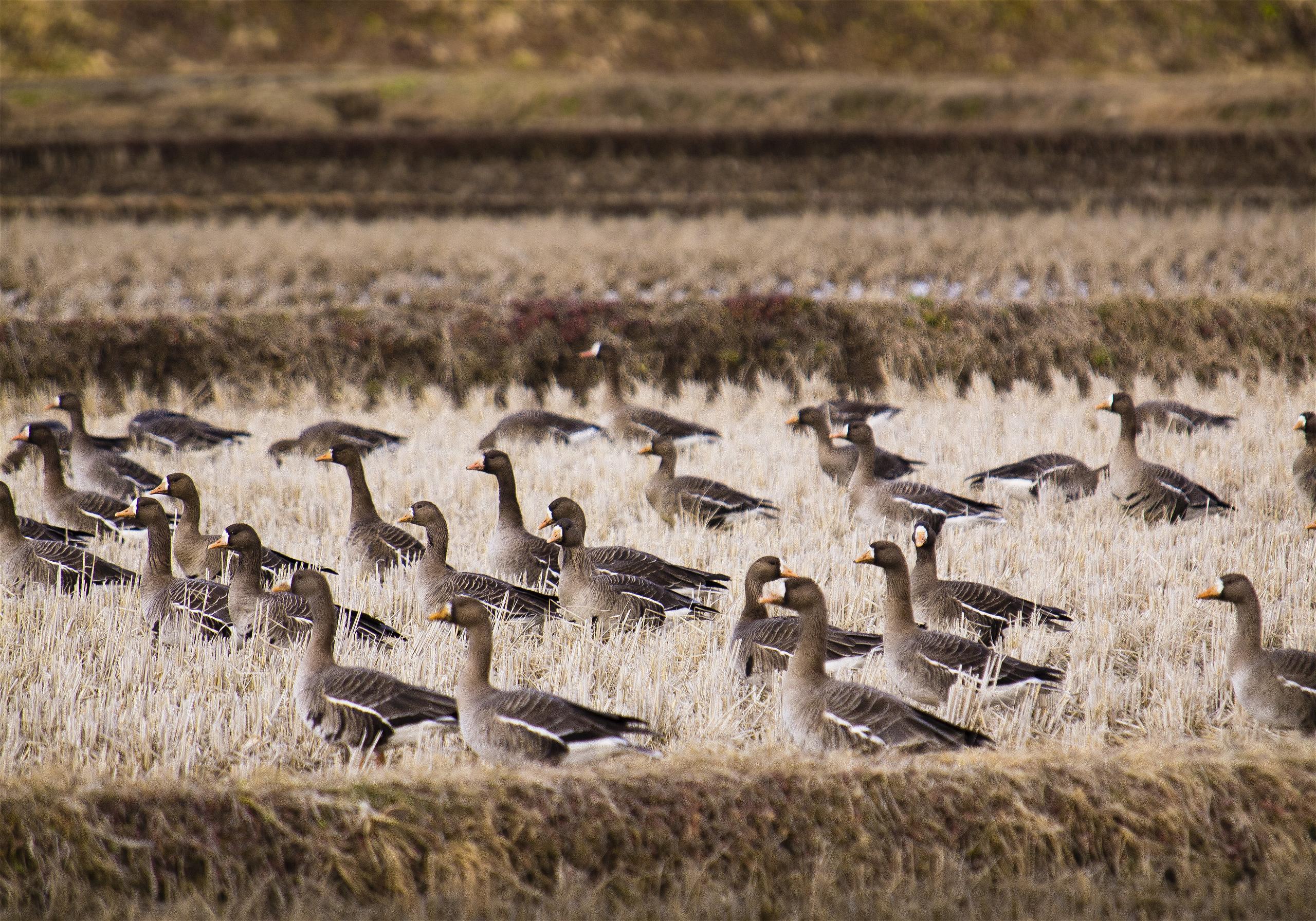 Anser albifrons(�ޥ���)�β���