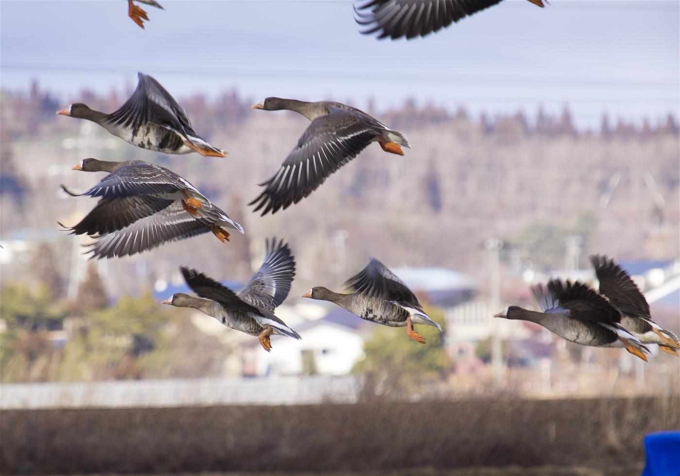 Anser albifrons(�ޥ���)�β���