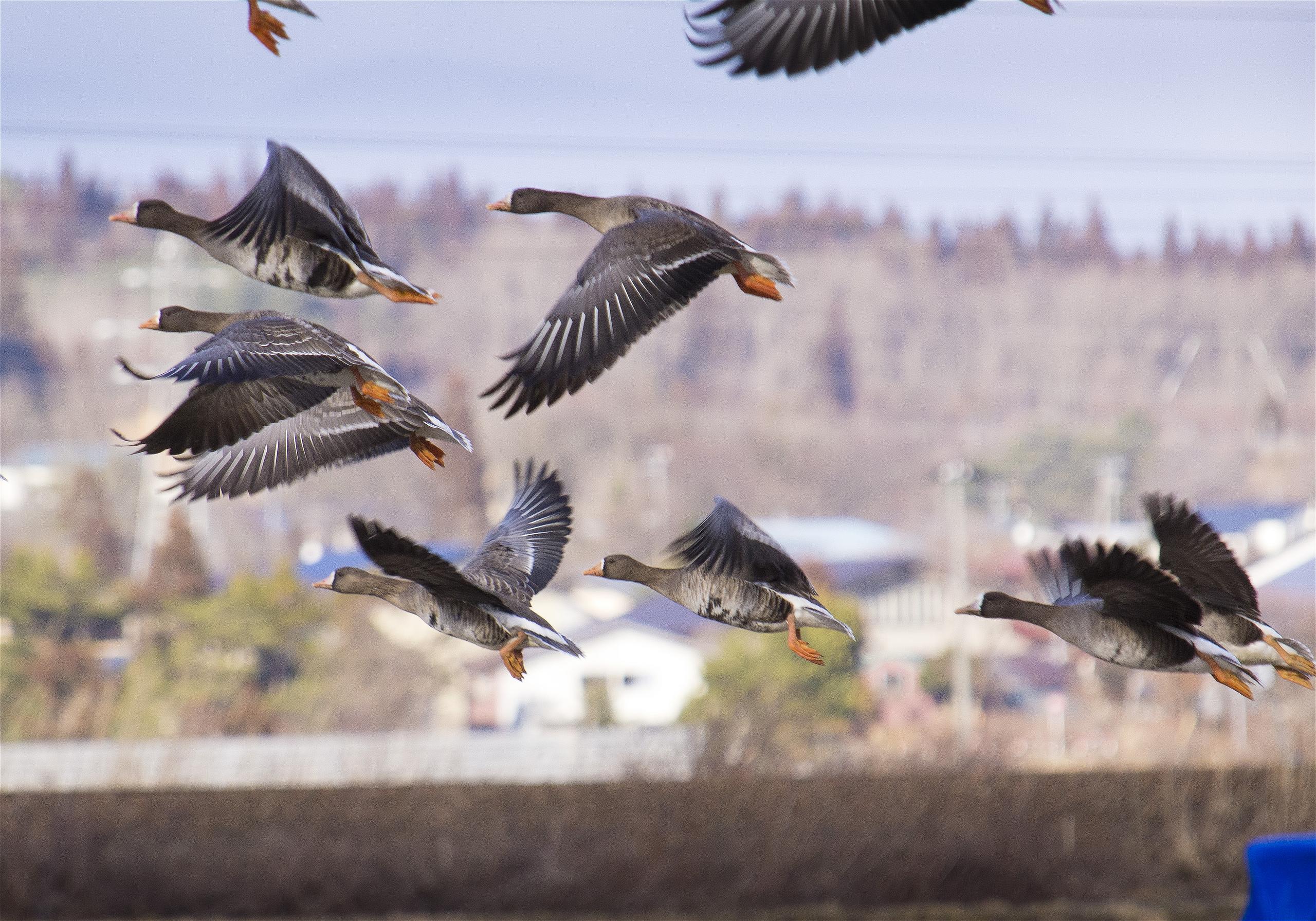 Anser albifrons(�ޥ���)�β���