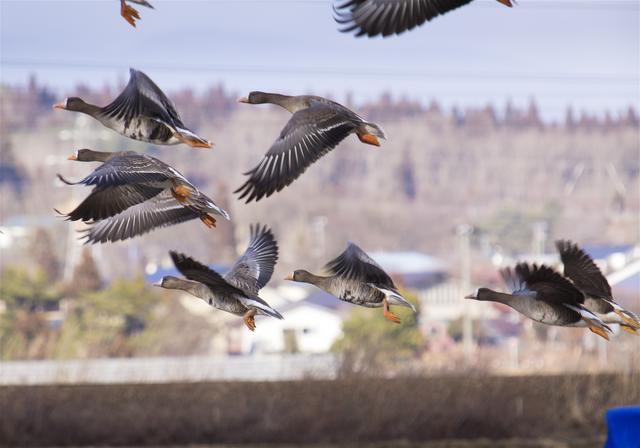 Anser albifrons(�ޥ���)�β���