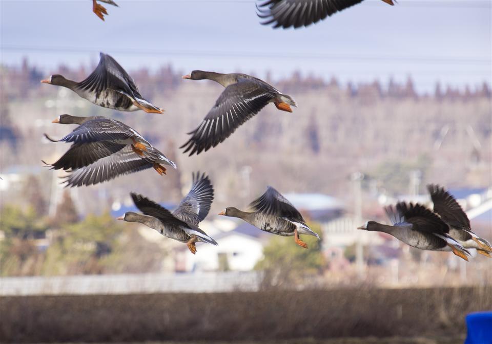 Anser albifrons(�ޥ���)�β���